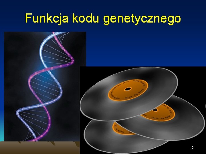Funkcja kodu genetycznego 2 