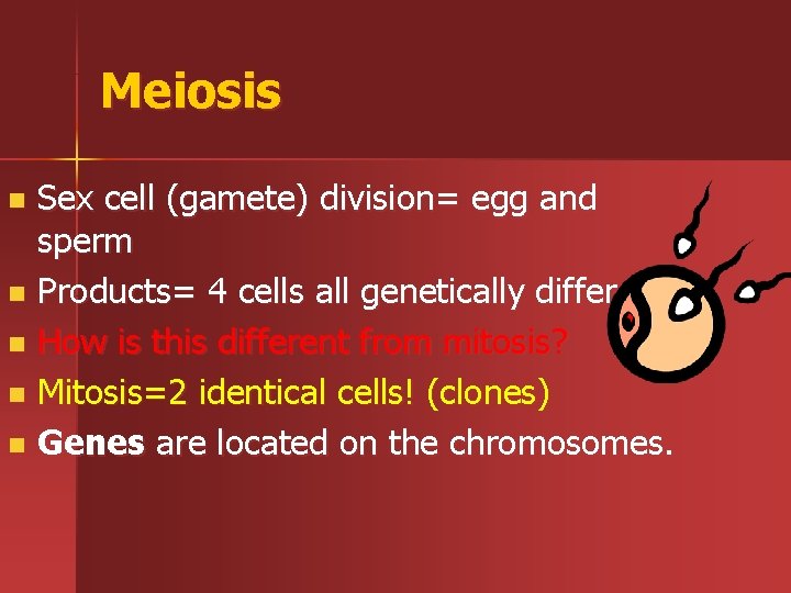 Meiosis Sex cell (gamete) division= egg and sperm n Products= 4 cells all genetically