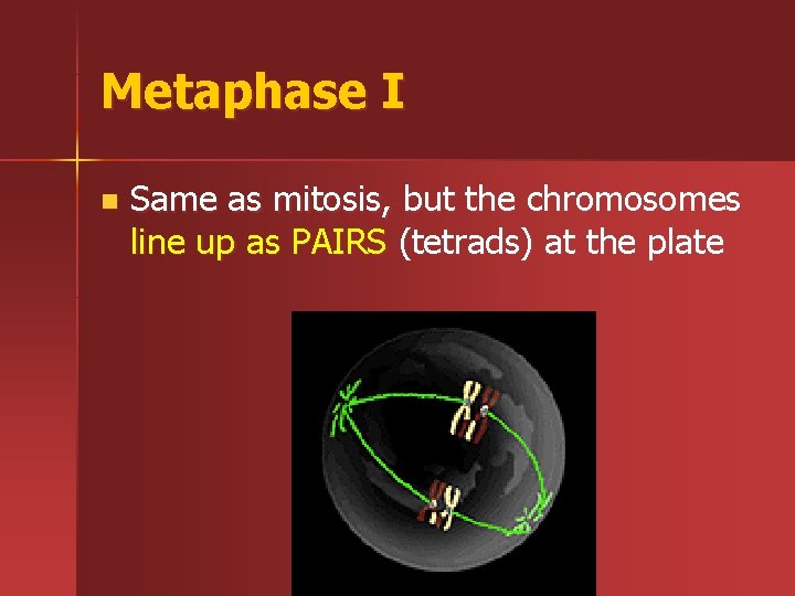 Metaphase I n Same as mitosis, but the chromosomes line up as PAIRS (tetrads)