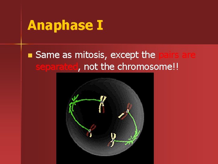 Anaphase I n Same as mitosis, except the pairs are separated, not the chromosome!!