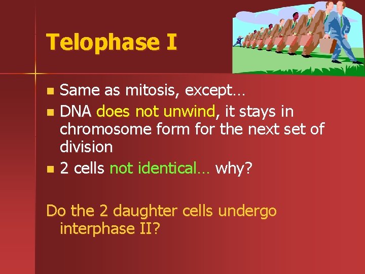 Telophase I Same as mitosis, except… n DNA does not unwind, it stays in