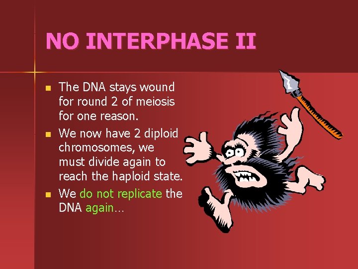 NO INTERPHASE II n n n The DNA stays wound for round 2 of