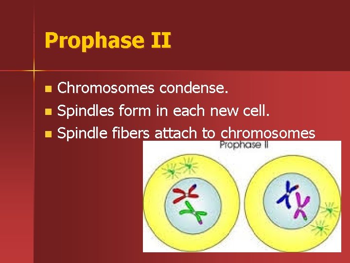 Prophase II Chromosomes condense. n Spindles form in each new cell. n Spindle fibers