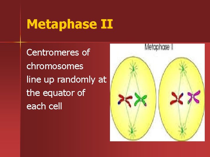 Metaphase II Centromeres of chromosomes line up randomly at the equator of each cell