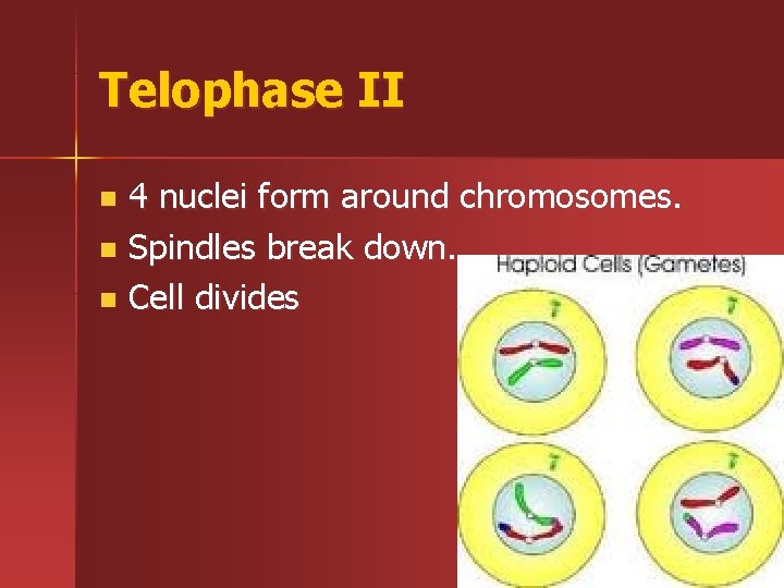 Telophase II 4 nuclei form around chromosomes. n Spindles break down. n Cell divides
