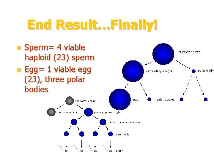 End Result…Finally! n n Sperm= 4 viable haploid (23) sperm Egg= 1 viable egg