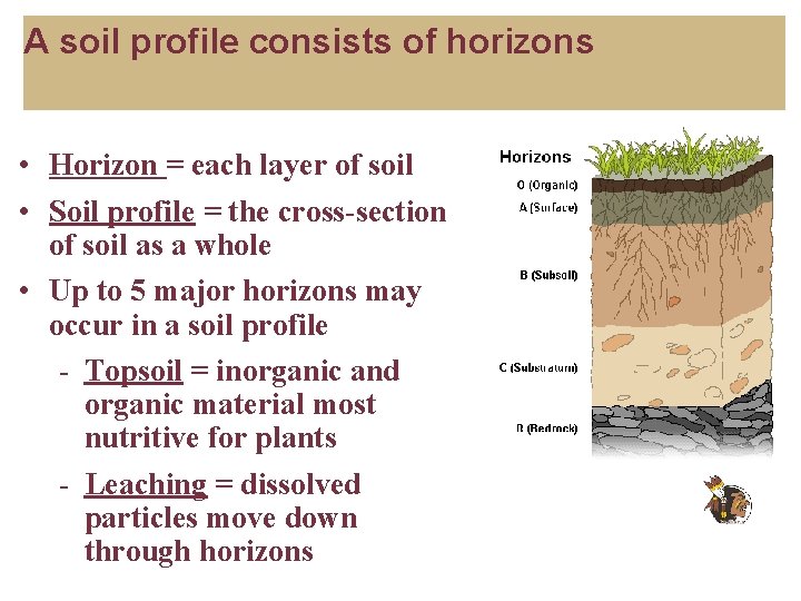 A soil profile consists of horizons • Horizon = each layer of soil •