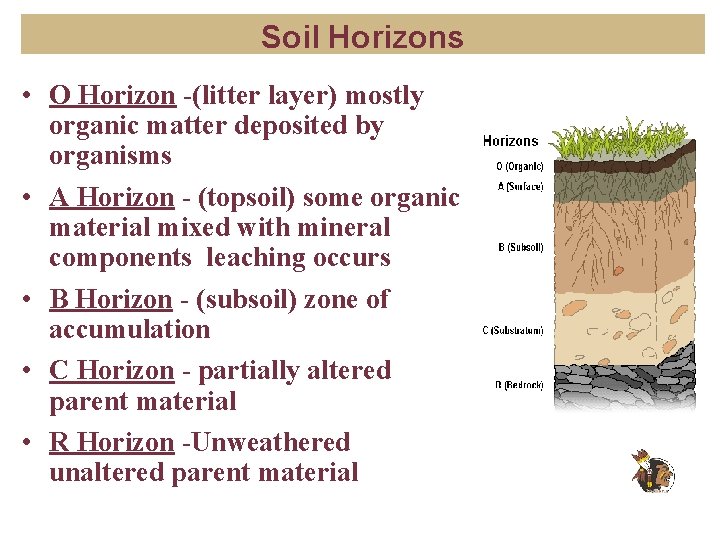 Soil Horizons • O Horizon -(litter layer) mostly organic matter deposited by organisms •