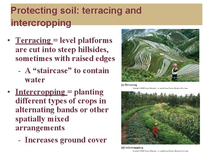 Protecting soil: terracing and intercropping • Terracing = level platforms are cut into steep