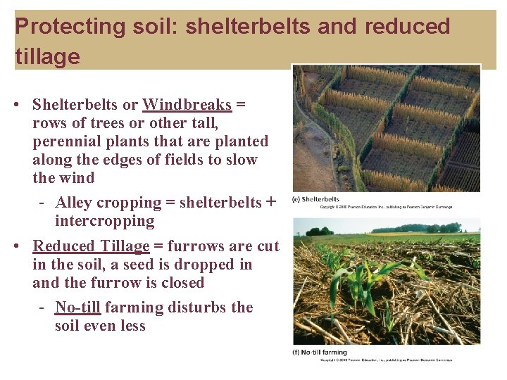 Protecting soil: shelterbelts and reduced tillage • Shelterbelts or Windbreaks = rows of trees