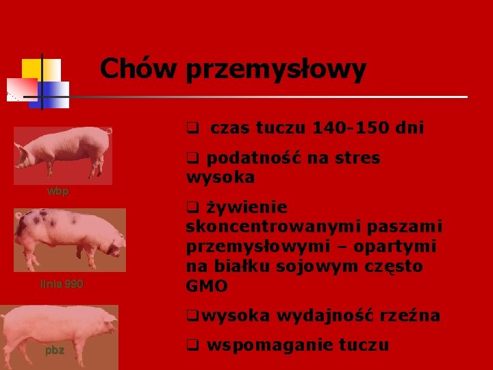 Chów przemysłowy q czas tuczu 140 -150 dni wbp linia 990 q podatność na Chów przemysłowy q czas tuczu 140 -150 dni wbp linia 990 q podatność na