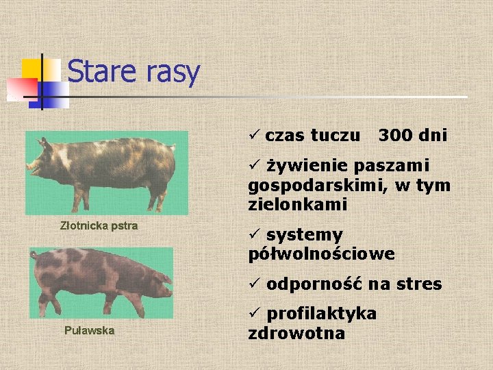 Stare rasy ü czas tuczu 300 dni ü żywienie paszami gospodarskimi, w tym zielonkami