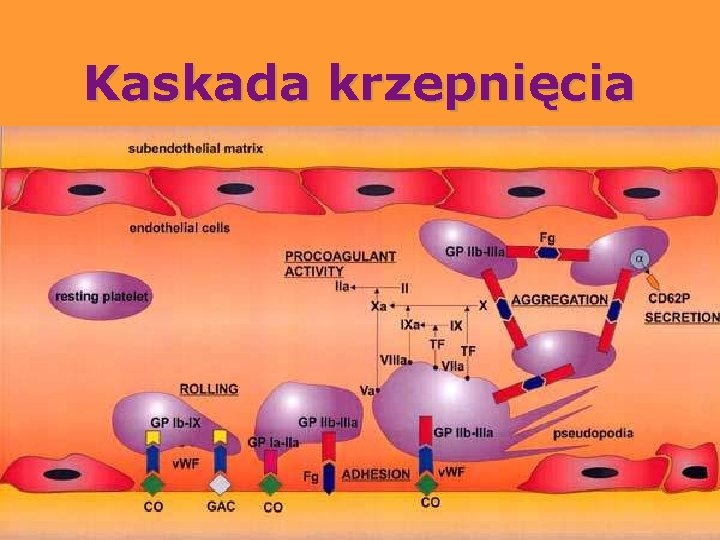 Kaskada krzepnięcia 