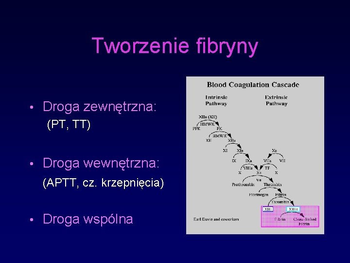 Tworzenie fibryny • Droga zewnętrzna: (PT, TT) • Droga wewnętrzna: (APTT, cz. krzepnięcia) •