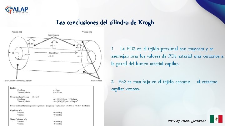 Las conclusiones del cilindro de Krogh 1 La PO 2 en el tejido proximal