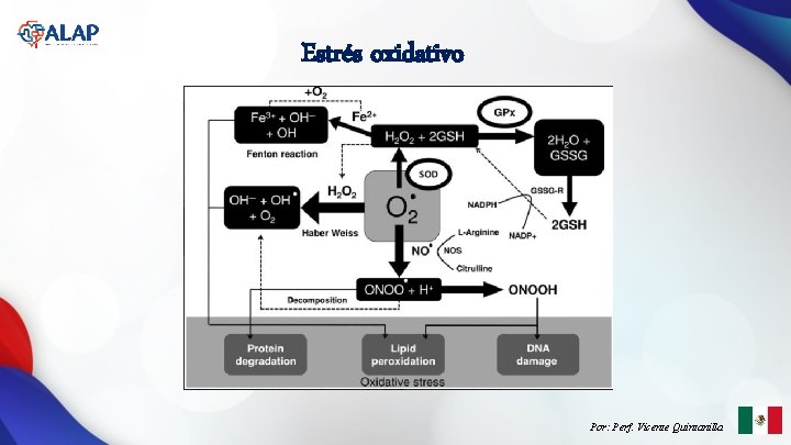 Estrés oxidativo Por: Perf. Vicente Quintanilla 