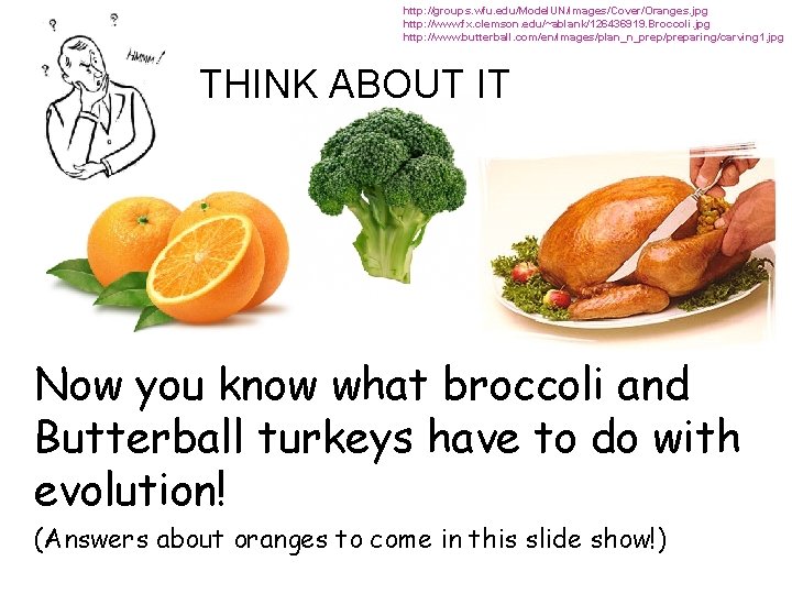 http: //groups. wfu. edu/Model. UN/images/Cover/Oranges. jpg http: //www. fx. clemson. edu/~ablank/126436919. Broccoli. jpg http: