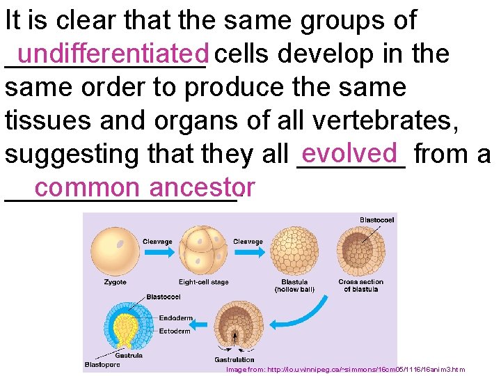 It is clear that the same groups of undifferentiated _______ cells develop in the