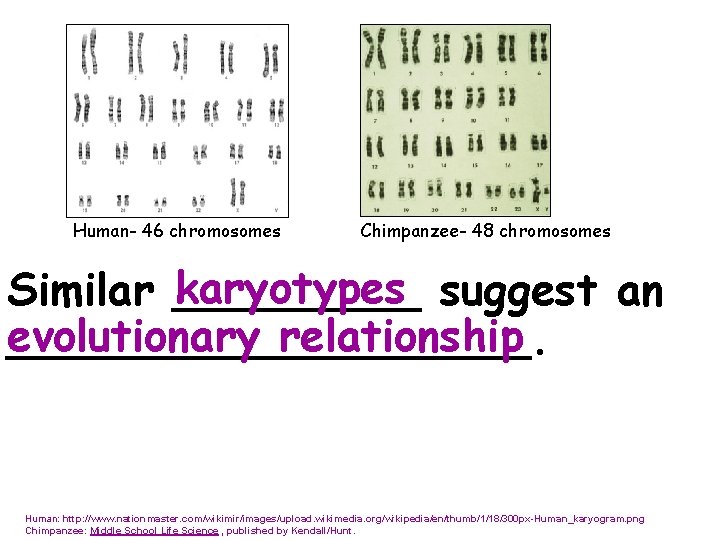 Human- 46 chromosomes Chimpanzee- 48 chromosomes karyotypes suggest an Similar _____ evolutionary relationship __________.