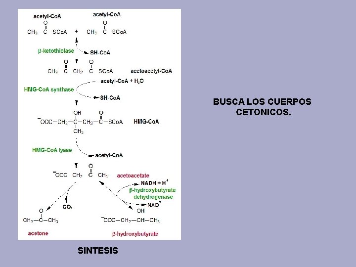 BUSCA LOS CUERPOS CETONICOS. SINTESIS 