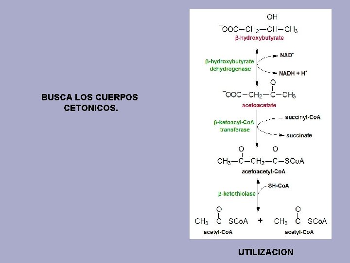 BUSCA LOS CUERPOS CETONICOS. UTILIZACION 