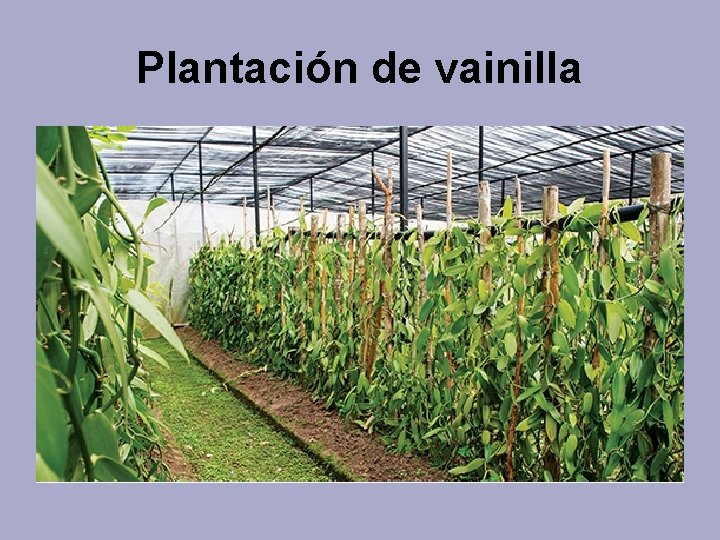 Plantación de vainilla 