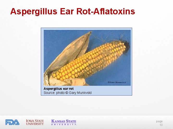 Aspergillus Ear Rot-Aflatoxins Aspergillus ear rot Source: photo © Gary Munkvold page 10 Aspergillus Ear Rot-Aflatoxins Aspergillus ear rot Source: photo © Gary Munkvold page 10