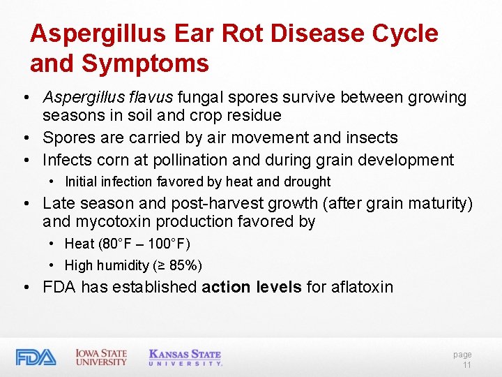 Aspergillus Ear Rot Disease Cycle and Symptoms • Aspergillus flavus fungal spores survive between Aspergillus Ear Rot Disease Cycle and Symptoms • Aspergillus flavus fungal spores survive between