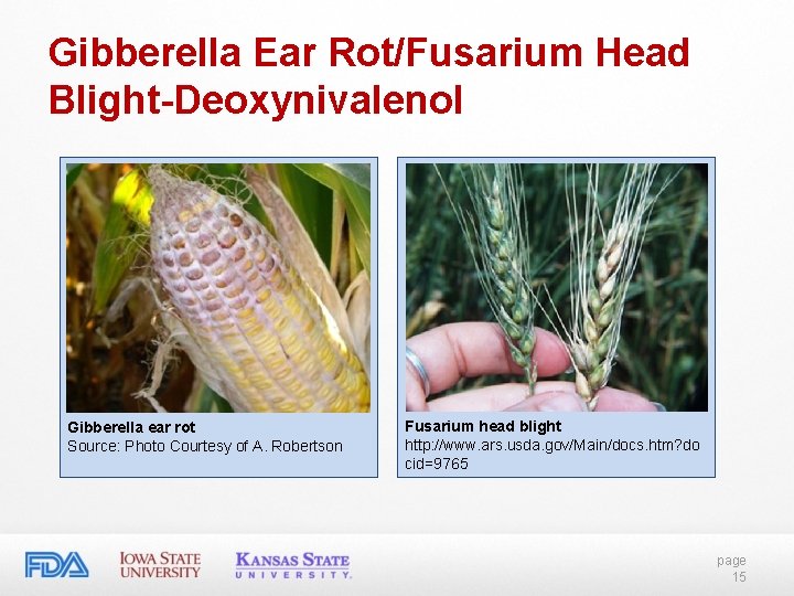 Gibberella Ear Rot/Fusarium Head Blight-Deoxynivalenol Gibberella ear rot Source: Photo Courtesy of A. Robertson Gibberella Ear Rot/Fusarium Head Blight-Deoxynivalenol Gibberella ear rot Source: Photo Courtesy of A. Robertson