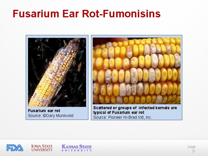 Fusarium Ear Rot-Fumonisins Fusarium ear rot Source: ©Gary Munkvold Scattered or groups of infected Fusarium Ear Rot-Fumonisins Fusarium ear rot Source: ©Gary Munkvold Scattered or groups of infected