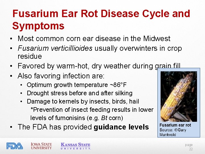 Fusarium Ear Rot Disease Cycle and Symptoms • Most common corn ear disease in Fusarium Ear Rot Disease Cycle and Symptoms • Most common corn ear disease in