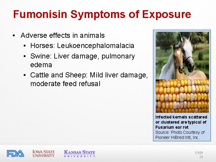 Fumonisin Symptoms of Exposure • Adverse effects in animals • Horses: Leukoencephalomalacia • Swine: Fumonisin Symptoms of Exposure • Adverse effects in animals • Horses: Leukoencephalomalacia • Swine: