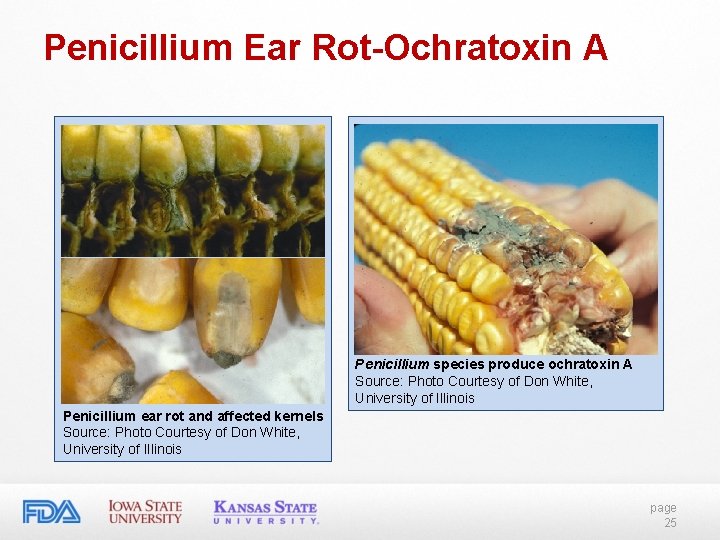 Penicillium Ear Rot-Ochratoxin A Penicillium species produce ochratoxin A Source: Photo Courtesy of Don Penicillium Ear Rot-Ochratoxin A Penicillium species produce ochratoxin A Source: Photo Courtesy of Don