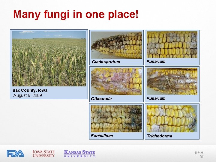 Many fungi in one place! Sac County, Iowa August 9, 2009 Cladosporium Fusarium Gibberella Many fungi in one place! Sac County, Iowa August 9, 2009 Cladosporium Fusarium Gibberella