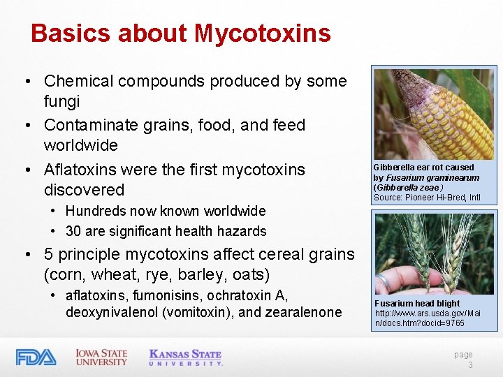Basics about Mycotoxins • Chemical compounds produced by some fungi • Contaminate grains, food, Basics about Mycotoxins • Chemical compounds produced by some fungi • Contaminate grains, food,