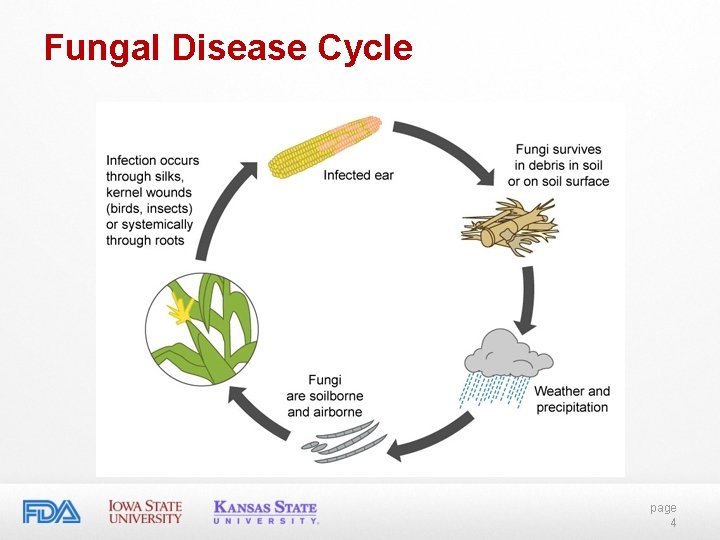 Fungal Disease Cycle page 4 Fungal Disease Cycle page 4