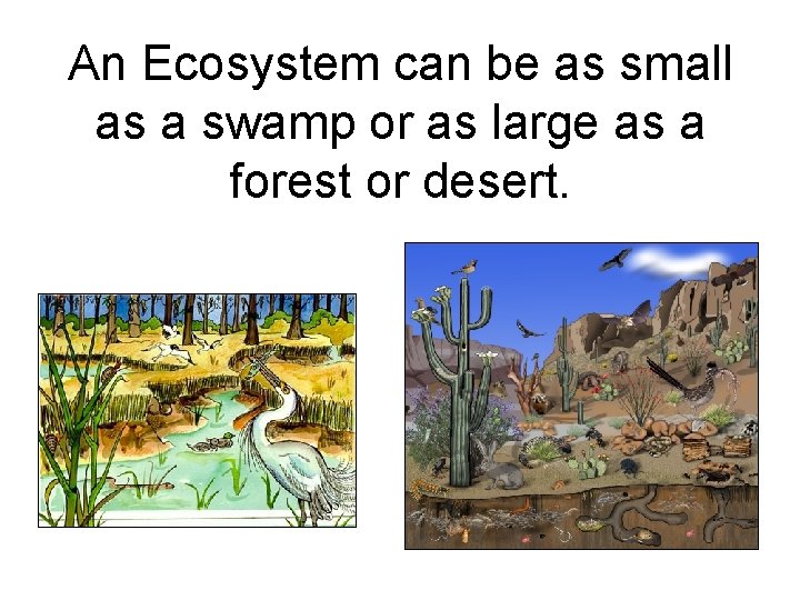 An Ecosystem can be as small as a swamp or as large as a