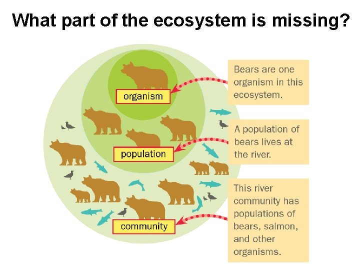 What part of the ecosystem is missing? 