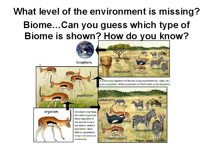 What level of the environment is missing? Biome…Can you guess which type of Biome