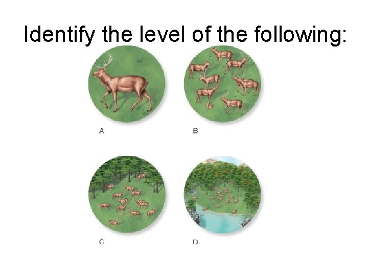 Identify the level of the following: 