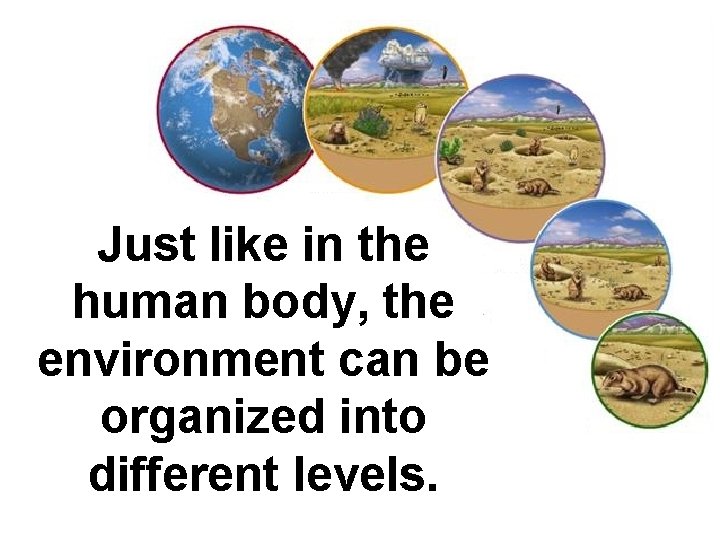 Just like in the human body, the environment can be organized into different levels.
