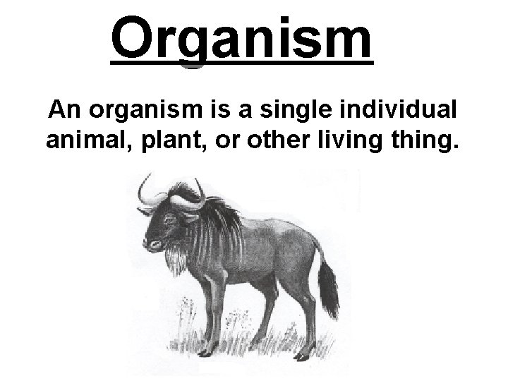 Organism An organism is a single individual animal, plant, or other living thing. 