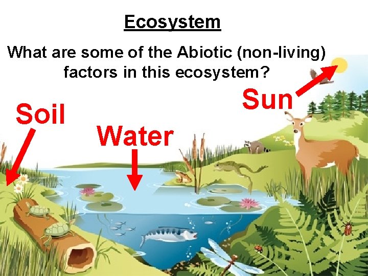 Ecosystem What are some of the Abiotic (non-living) factors in this ecosystem? Soil Sun