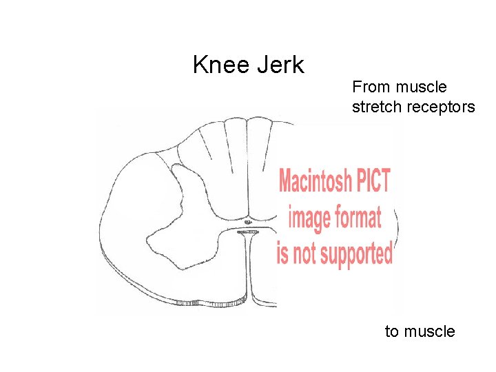 Knee Jerk From muscle stretch receptors to muscle 