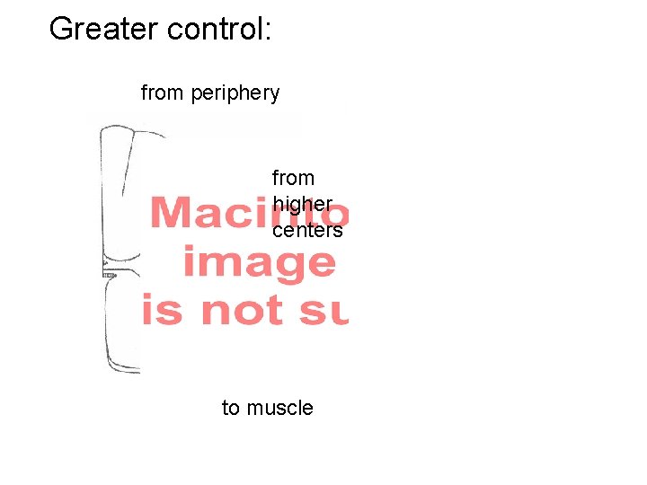 Greater control: from periphery from higher centers to muscle Response inhibited by inhibition 