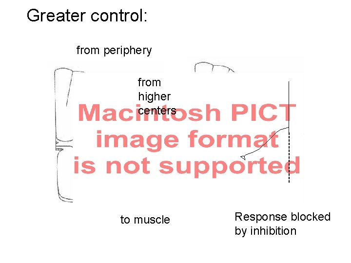 Greater control: from periphery from higher centers to muscle Response blocked by inhibition 