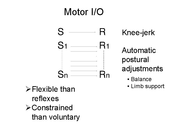 Motor I/O Knee-jerk Automatic postural adjustments ØFlexible than reflexes ØConstrained than voluntary • Balance