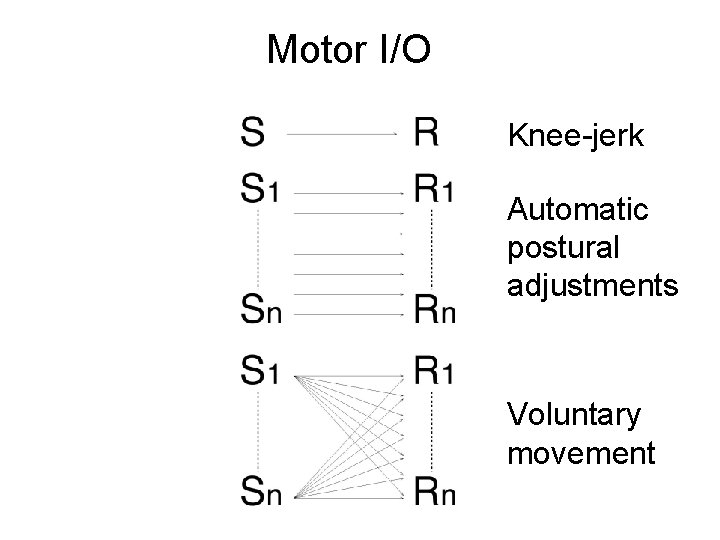 Motor I/O Knee-jerk Automatic postural adjustments Voluntary movement 