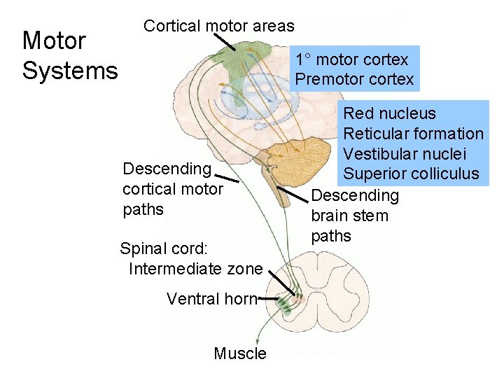 Motor Systems Cortical motor areas 1° motor cortex Premotor cortex Descending cortical motor paths