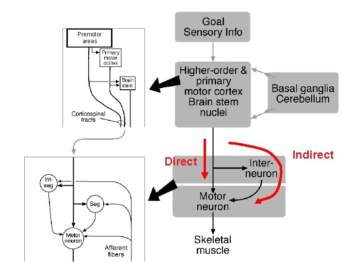 Premotor areas Direct Motor Pathways Hierarchy Indirect 